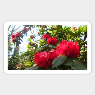Rhododendron Taurus in Full Bloom Magnet